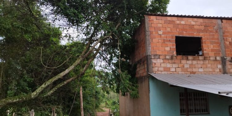 Árvore cai em residência durante chuva em Lafaiete