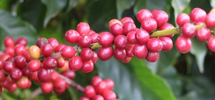 Minas enfrenta clima e produz mais de 22 milhões de sacas de café em 2022