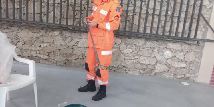 Bombeiros capturam cobra dentro de residência na Vila Marchetti