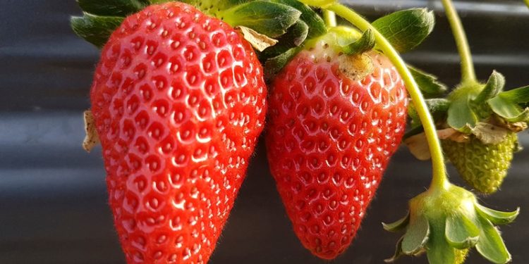 Jovem é pioneiro na produção de morango em município da Zona da Mata