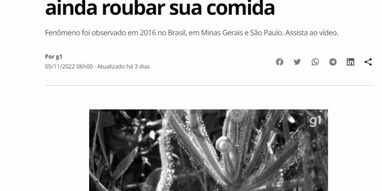 Professor da UFSJ participa de pesquisa internacional sobre a mosca-das-flores