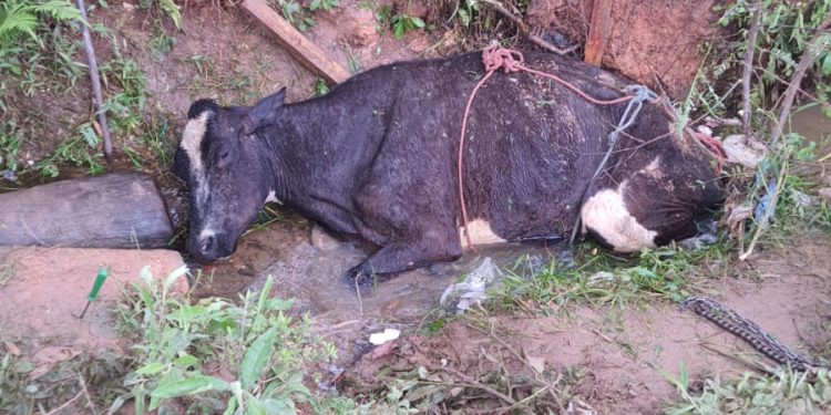 Bombeiros retiram animal de córrego