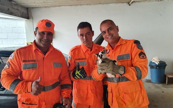 Bombeiros de Barbacena realizam salvamento de animal em risco.
