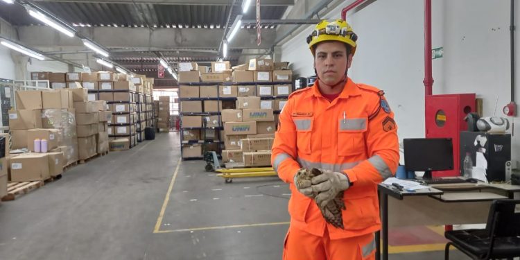 Bombeiros salvam Animal Silvestre em Risco
