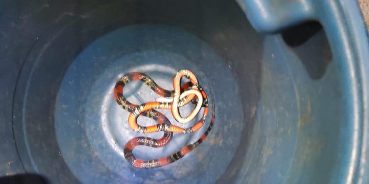 Tucano, Cobra e Morcego são resgatados por Bombeiros de Lafaiete neste domingo