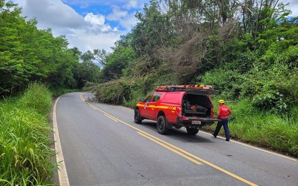 Bombeiros cortam árvore caída na BR-494