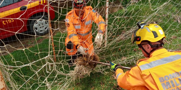 Bombeiros resgatam ouriço-cacheiro em Resende Costa