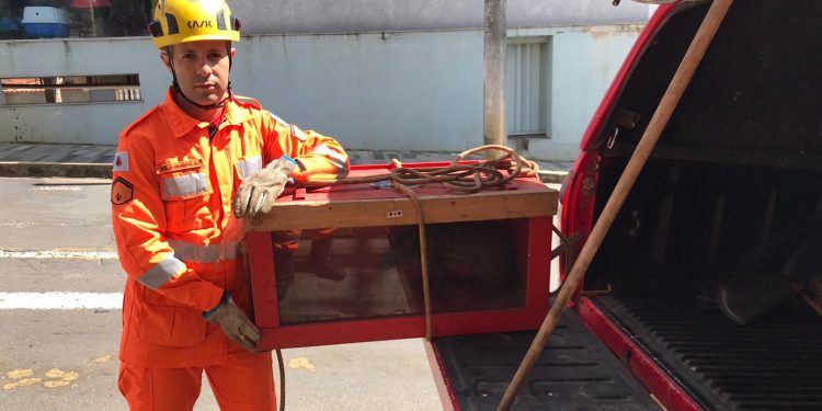 Bombeiros resgatam uma paca ferida no Bairro São Sebastião em Barbacena.