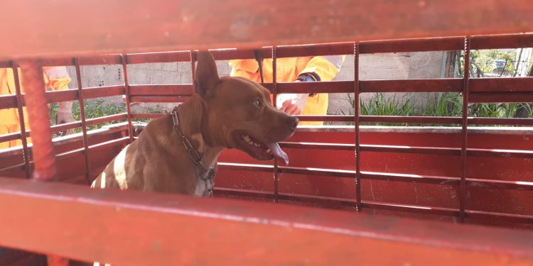 Bombeiros militares realizam captura de Pitbull em Conselheiro Lafaiete