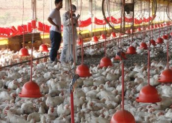 Minas não registra gripe aviária, mas alerta população para evitar ocorrência