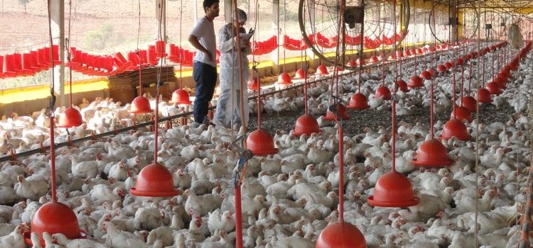 Minas não registra gripe aviária, mas alerta população para evitar ocorrência