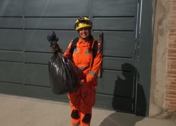 Bombeiros capturam marimbondos no bairro Arcádia em Conselheiro Lafaiete