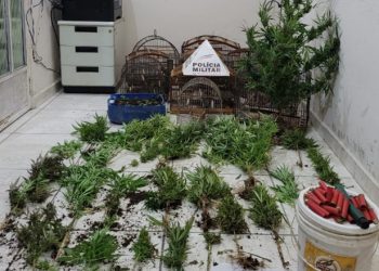 PM descobre cultivo de plantas utilizadas para preparação de drogas