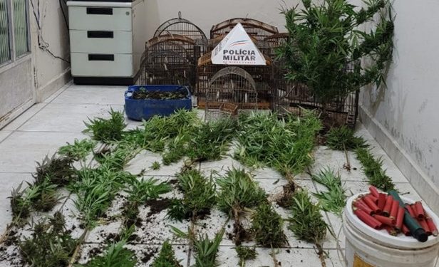 PM descobre cultivo de plantas utilizadas para preparação de drogas