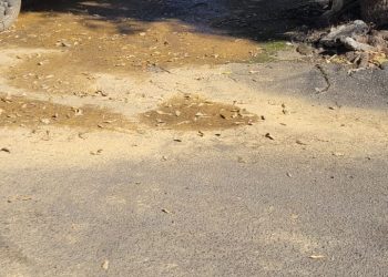 Informativo da Vereadora Mara Protetora dos Animais