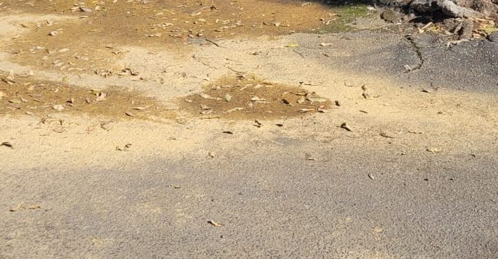 Informativo da Vereadora Mara Protetora dos Animais