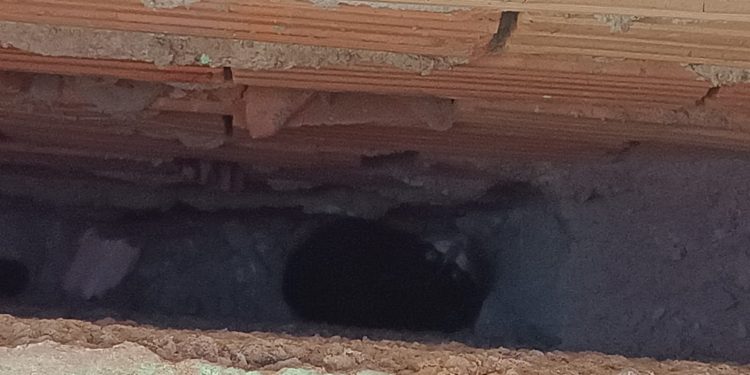 Bombeiros resgataram gato que ficou preso entre muros