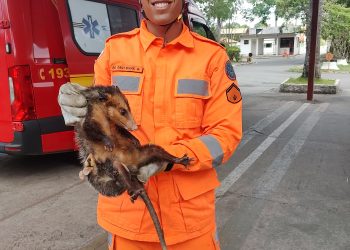 Bombeiros resgatam família de gambás em Conselheiro Lafaiete