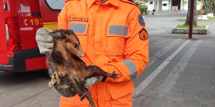 Bombeiros resgatam família de gambás em Conselheiro Lafaiete