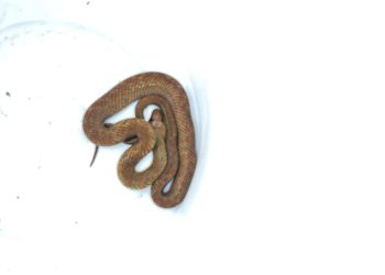 Bombeiros de Lafaiete capturam serpente no bairro Cachoeira