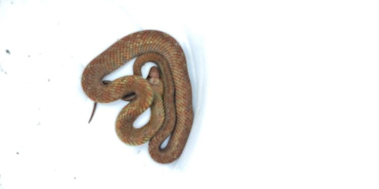 Bombeiros de Lafaiete capturam serpente no bairro Cachoeira