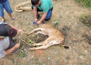 Bombeiros são acionados para resgate de animal em local de risco.