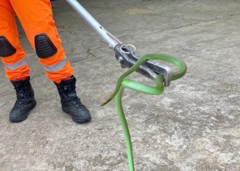 Bombeiros militares realizam captura de serpente em Conselheiro Lafaiete