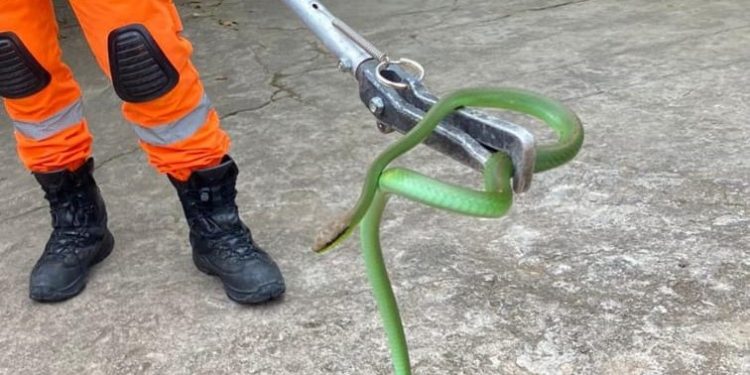 Bombeiros militares realizam captura de serpente em Conselheiro Lafaiete