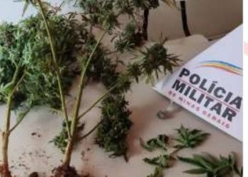 Dois homens são presos por estar cultivando plantas para preparação de drogas