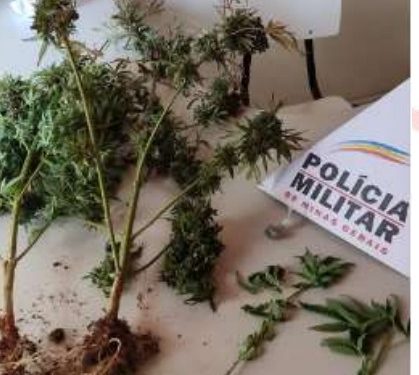 Dois homens são presos por estar cultivando plantas para preparação de drogas