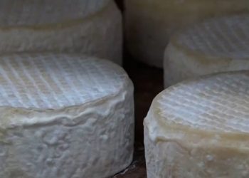 Investimento do Governo em pesquisas valoriza o queijo mineiro, garante qualidade e melhora a renda das famílias