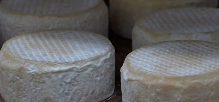 Investimento do Governo em pesquisas valoriza o queijo mineiro, garante qualidade e melhora a renda das famílias