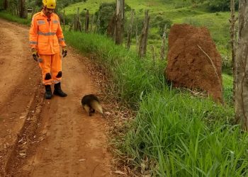 Bombeiros militares realizam captura de tamanduá mirim em Carandaí
