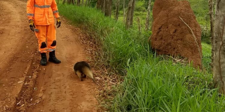 Bombeiros militares realizam captura de tamanduá mirim em Carandaí