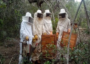 Apicultura pode aumentar renda da propriedade rural, mas exige cuidados