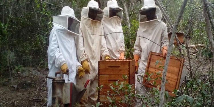 Apicultura pode aumentar renda da propriedade rural, mas exige cuidados