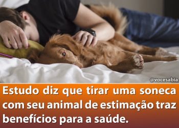 Estudo diz que tirar uma soneca com sue  animal de estimação traz benefícios para saúde.