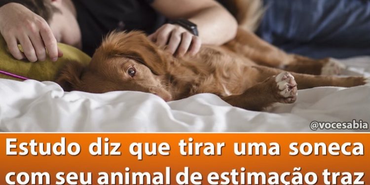Estudo diz que tirar uma soneca com sue  animal de estimação traz benefícios para saúde.