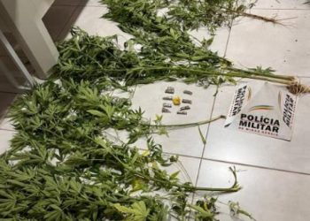 Homem é preso com plantação de maconha em Nazareno