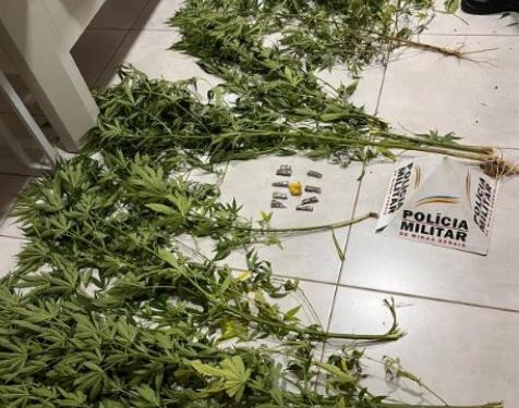 Homem é preso com plantação de maconha em Nazareno