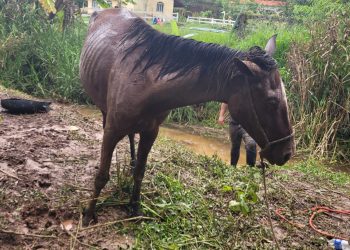 Bombeiros militares resgatam cavalo atolado em um brejo, em Barbacena.