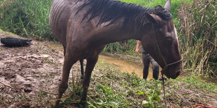 Bombeiros militares resgatam cavalo atolado em um brejo, em Barbacena.