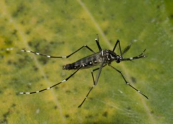Número de casos de dengue em 2024 — mais de 524 mil — é 305% maior que em 2023.