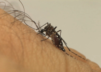 Dengue: Brasil registra mais de 243 mil casos prováveis da doença.