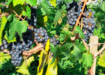 Epamig avalia adaptação de uvas híbridas no Sul de Minas.