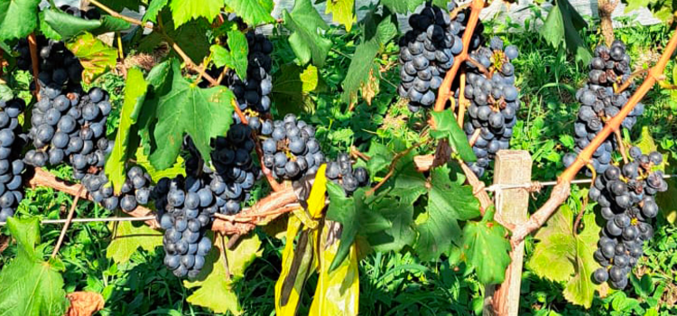Epamig avalia adaptação de uvas híbridas no Sul de Minas.
