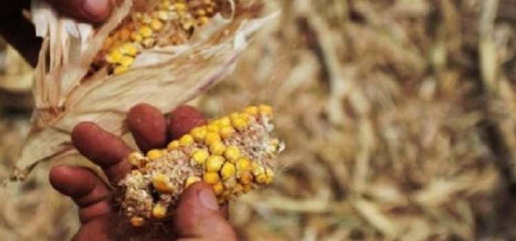 Estado investe mais de R$ 5 milhões no Programa Garantia-Safra.