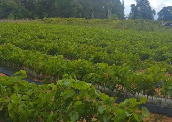 São João del-Rei recebe Dia de Campo em Fruticultura
