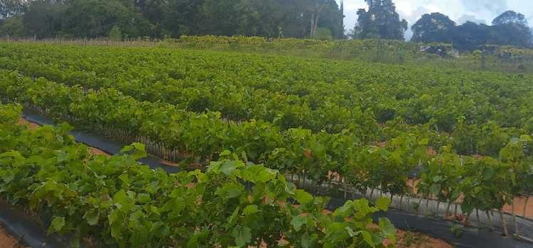 São João del-Rei recebe Dia de Campo em Fruticultura