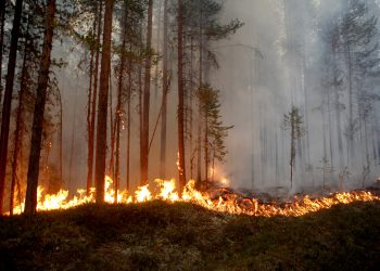 Bombeiros combatem incêndio em bambuzal em Santa Cruz de Minas